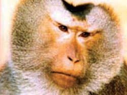 New clues to explain mechanism of HIV infection in pig-tailed macaques