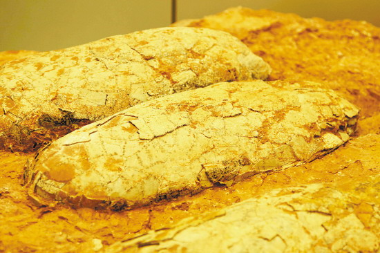 Dinosaur egg displayed at the Tiantai Museum (Picture by Ding Biyu)