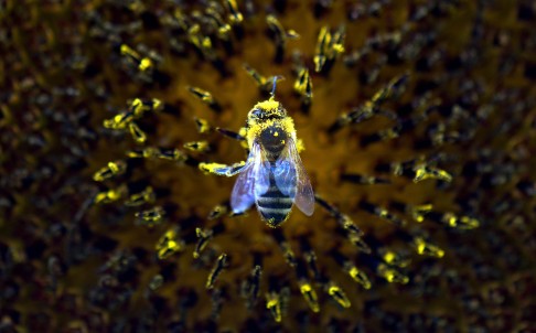 honey bee.jpg