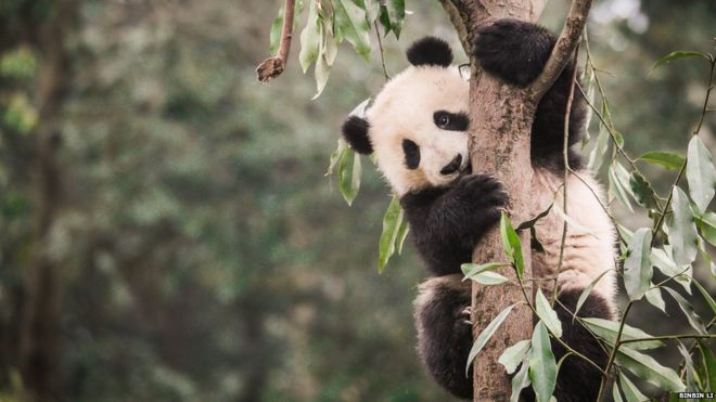 【BBC】Panda's Habitat 'shrinking and becoming more fragmented'