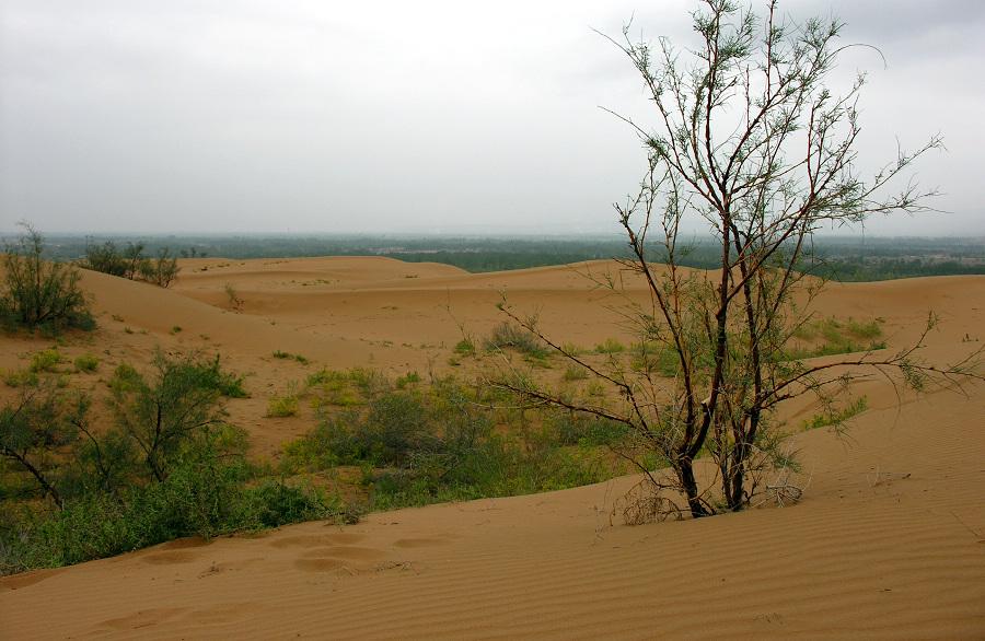 desert ecosystem.jpg