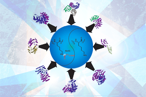 Identification of Lysine Malonylation as a Novel Protein Modificationand Its Regulatory Enzyme