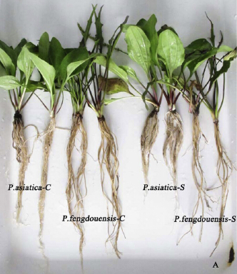 Dissecting Responses of Two <EM>Plantago</EM> Species to Waterlogging Stress Enlighten<EM> Ex Situ</EM> Populations Reconstruction