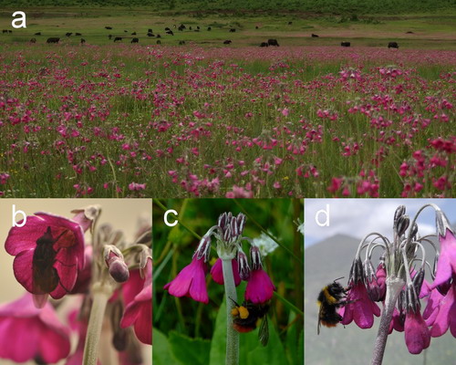 Bumblebees and Syrphid Flies Play Complementary Roles in Sustaining Floral Dimorphism of Distyly in Primrose