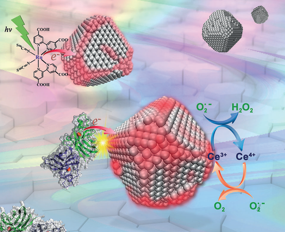 Ceria Nanoparticles Acquire Superoxide-Scavenging Ability