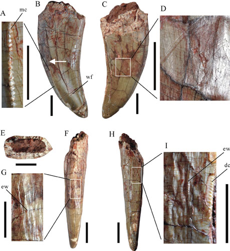 Large Theropod Teeth Found From the Upper Cretaceous of Jiangxi, Southern China