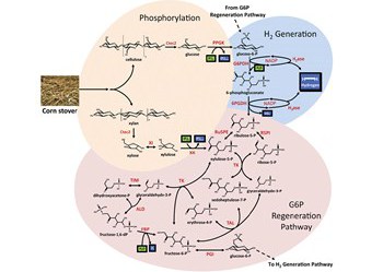 Enzyme Cocktails Catalyzes Biomass for Green Hydrogen