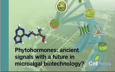 QIBEBT Researchers Advocate for Exploiting Power of Phytohormones in Microalgal Biotechnology