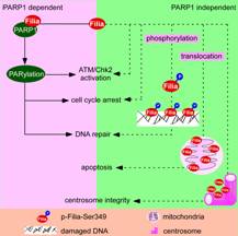 Filia Is an ESC-Specific Regulator of DNA Damage Response and Safeguards Genomic Stability