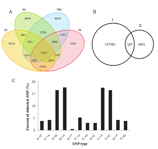 RNA-Seq Uncovers SNPs and AS Events in Asian Lotus.jpg