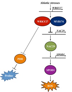 GmWRKY27 Improves Salt and Drought Tolerance in Soybean Plants.jpg