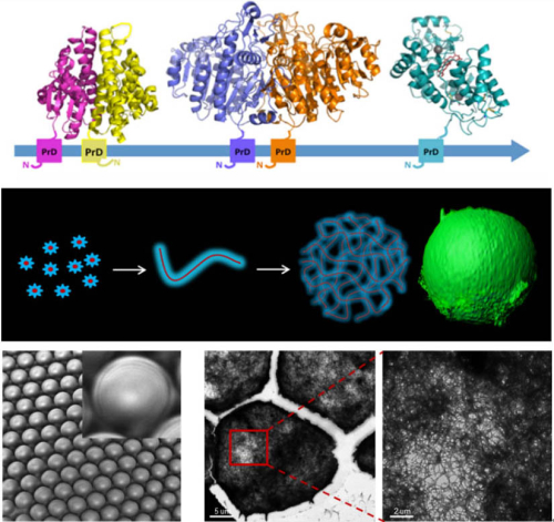 Scientists Produce Enzymatically Active Microgels from Self-Assembling Amyloid Fibrils for Microflow Chemistry