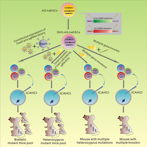 Haploid Embryonic Stem Cells, a Sperm Replacement Enabling Genetic Screening in Mice