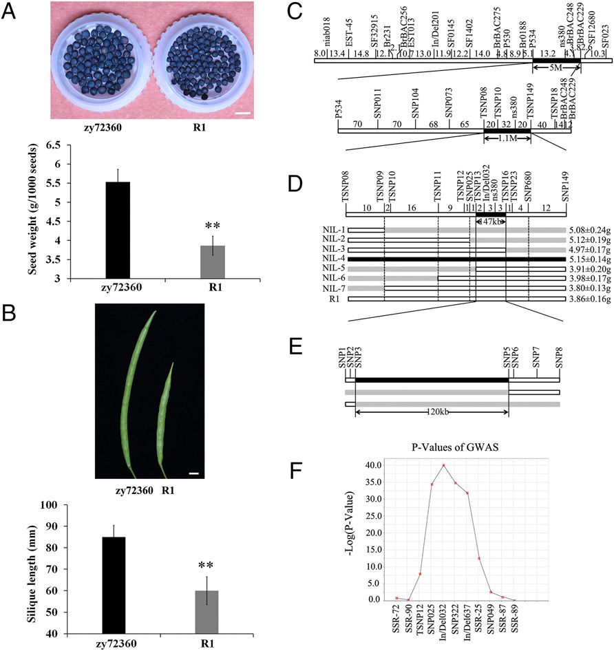 Researchers Uncover the Molecular Mechanism of Grain Weight Regulation in Rapeseed.jpg