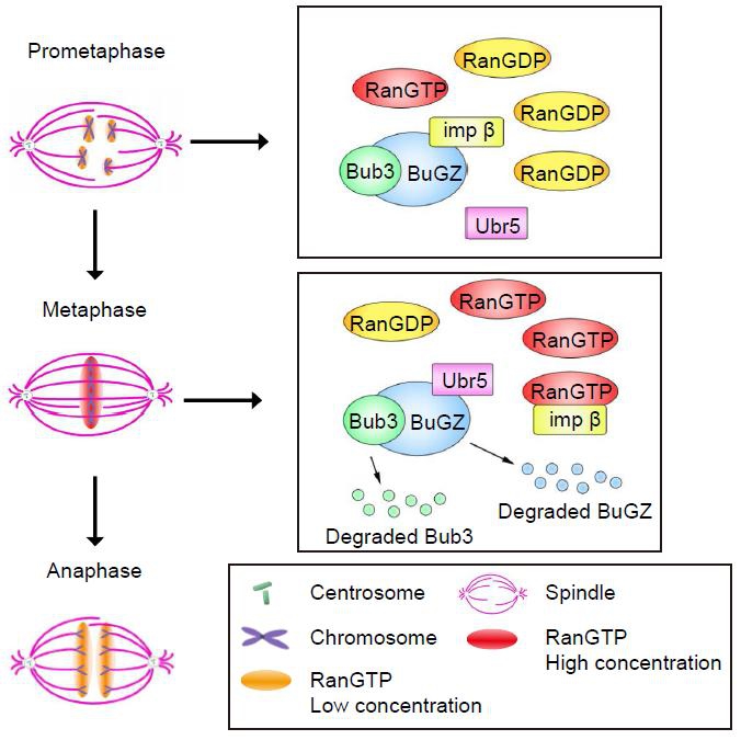Figure. A model for RanGTP regulated anaphase entry mediated by Ubr5-induced BuGZ and Bub3 turnover in metaphase.jpg