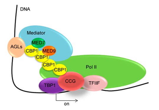 A Novel Regulator of Central Cell-Mediated Pollen Tube Guidance Uncovered.jpg