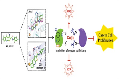 Inhibition of Human Copper Trafficking Attenuates Tumor Growth