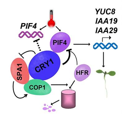 A hypothetical model depicting CRY1 mediated blue-light regulation of PIF4.jpg