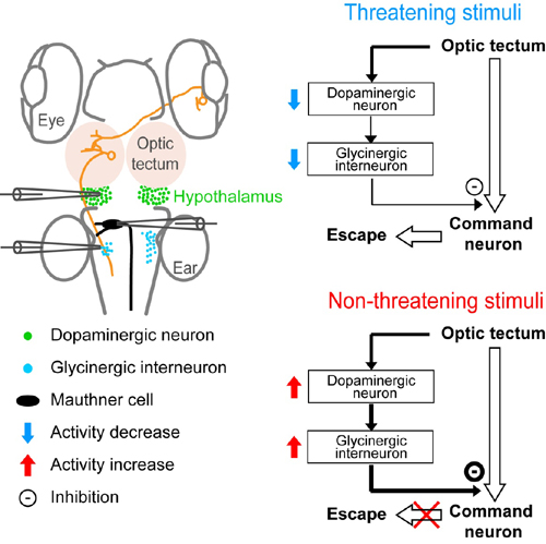 Behavior Selection Controlled by a Dopaminergic-Inhibitory Neural Circuit.jpg