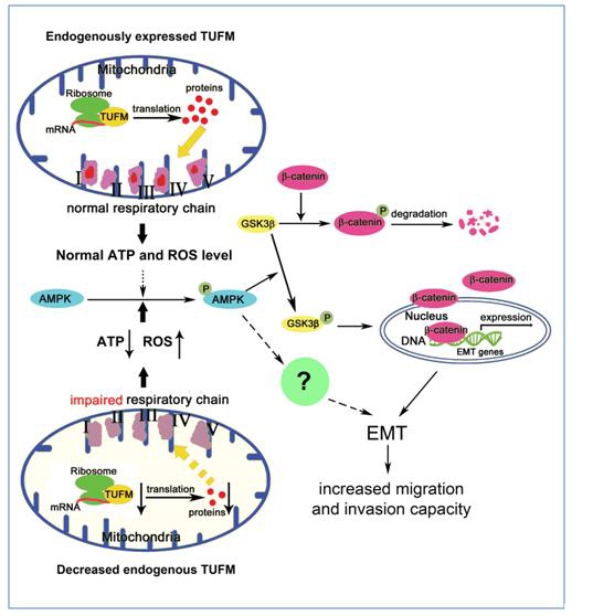 TUFM Links Mitochondrial Dysfunction to EMT in Lung Cancer