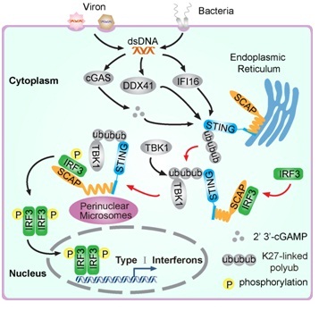 ER adaptor SCAP translocates and recruits the transcription factor IRF3 onto perinuclear microsomes.jpg