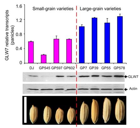 Transcriptional and protein levels of GLW7 in 4 small-grain and 4 large-grain varieties .jpg
