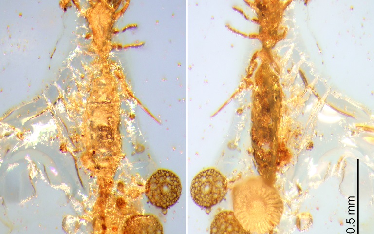 First Microwhip Scorpion from Mesozoic Period Found in Burmese Amber