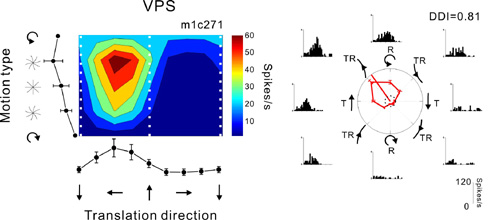 A convergent cell from area VPS.jpg