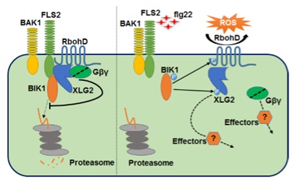 Arabidopsis heterotrimeric G proteins regulate immunity by directly coupling to the FLS2 receptor.jpg