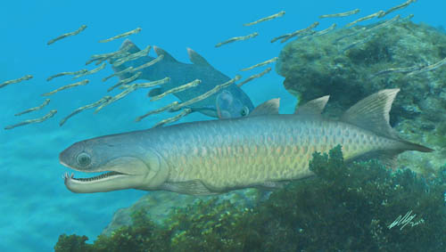 Devonian Fish Provides Unique Insights into Early Evolution of Modern Lobe-finned Fishes