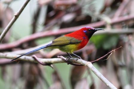 Human-modified Forests Equally Important in Bird Conservation