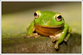 Scientists Propose “Out of Asia” Hypothesis on Origin of Genus Rena