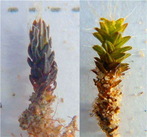 Syntrichia caninervis.jpg
