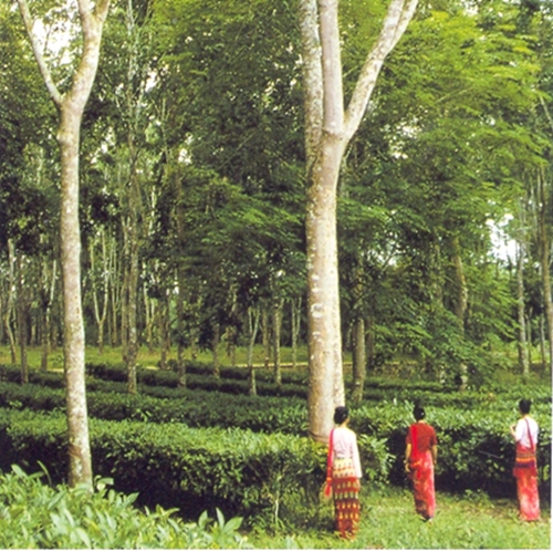 Rubber + tea agroforestry system at XTBG .jpg