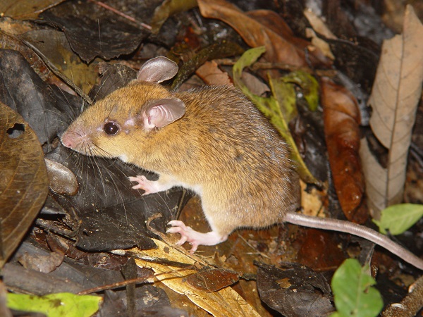 A scatter-hoarding rodent disperses seeds.jpg