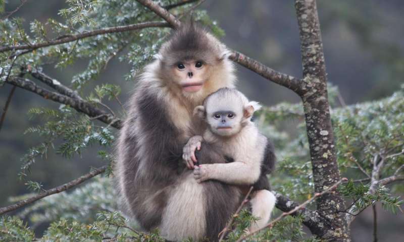 Yunnan snub-nosed monkey.jpg