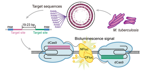 Scientists Develop Novel in vitro Pathogen Detection System