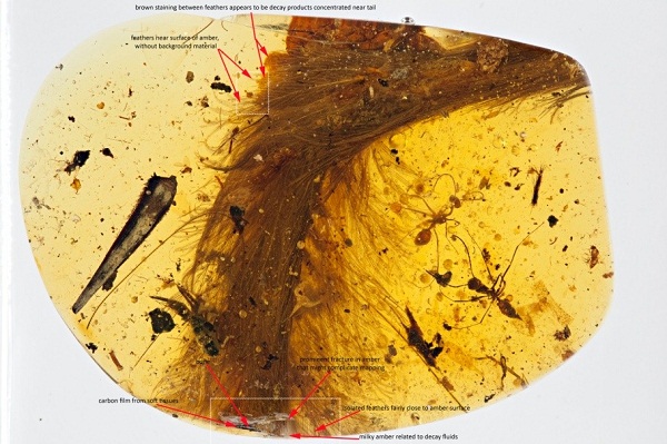 First Amber Dinosaur Specimen Found at Beijing Synchrotron Radiation Facility