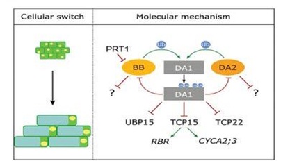 Figure. A model of the proposed transient mechanism of DA1 peptidase activation and the consequences of DA1-mediated cleavage of growth regulators during organ growth