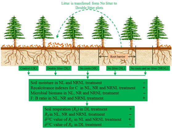 Impact of litter input manipulation on soil respiration and its carbon isotope signature (Image by WU Junjun).jpg