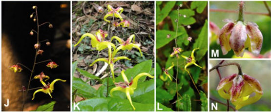 One More New Species of <EM>Epimedium</EM> Discovered in Yunnan