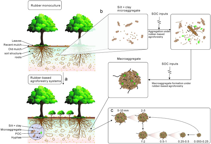 Schematic diagram illustrating the effect of rubber-based agroforestry on soil aggregation and organic carbon (SOC) dynamics.jpg