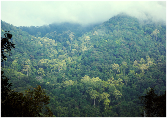 Core Species Have Strong Link to Local Environment in Xishuangbanna Forest