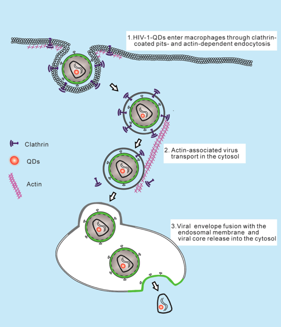 Mechanism for HIV-1 productive entry into primary macrophages revealed by single-particle tracking