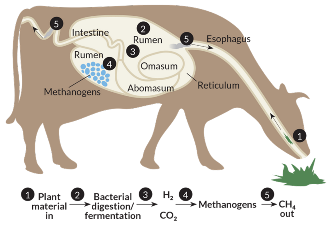 Processes of the methane production in ruminants.png