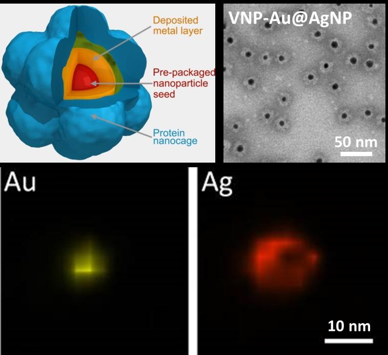 Mineralization of silver on AuNPs inside VNPs at different ratios of silver precursor to AuNP seed.jpg