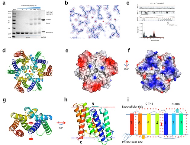 Structural and functional analyses of a novel family of TRIC channels