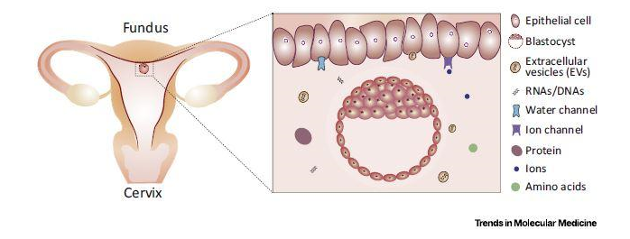 a normal uterine fluid environment during embryo preimplantation