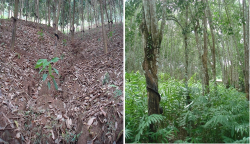 Rubber monoculture and rubber-based agroforestry system.jpg