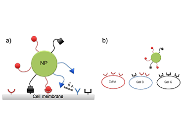 Scientists Find Optimal Targeting of Cells